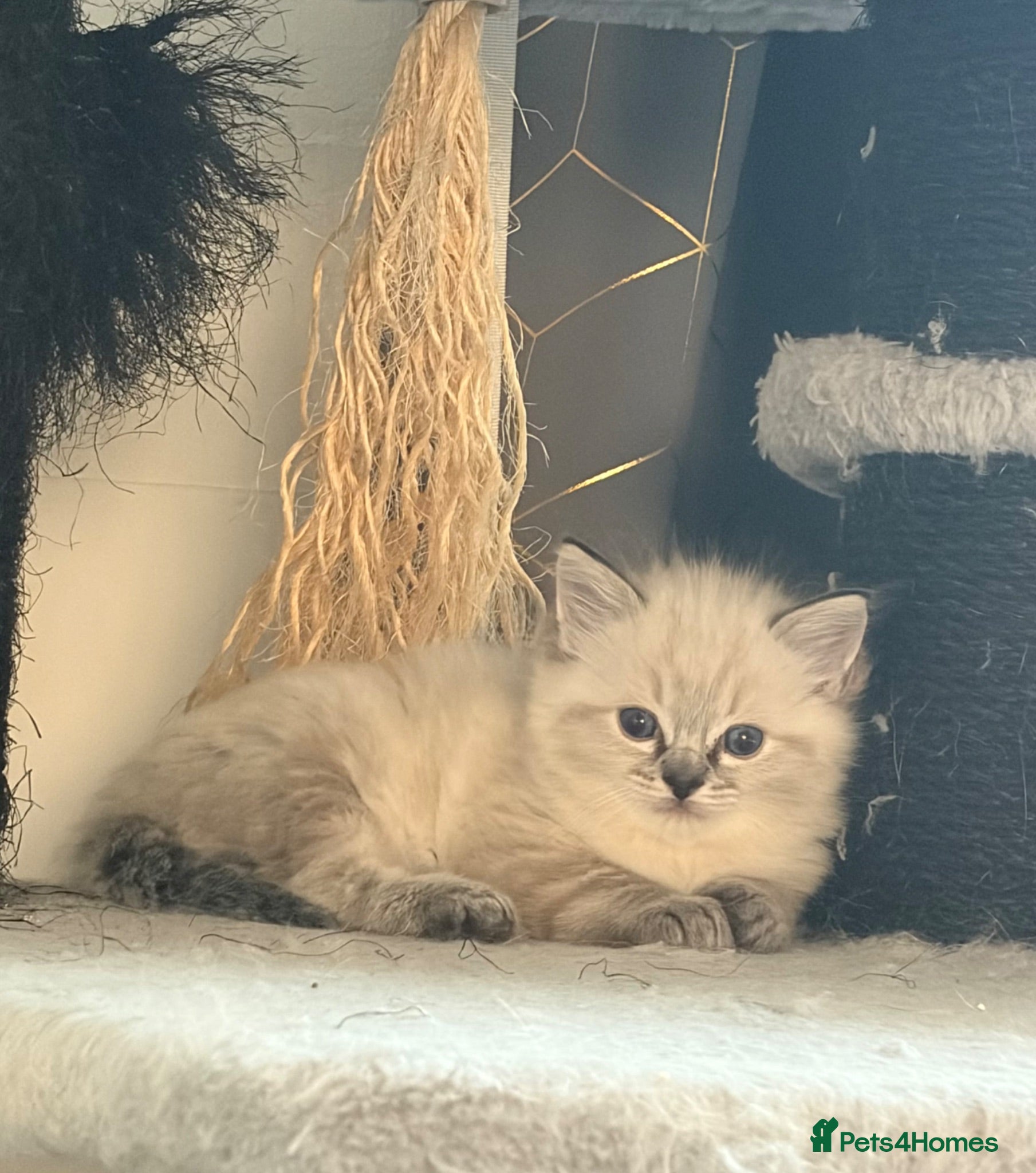 Ragdoll cats Beautiful ragdoll girls!  - Advert 1