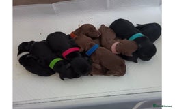 Cocker Spaniel dogs for stud: Cocker spaniel stud *PROVEN* - Image 8