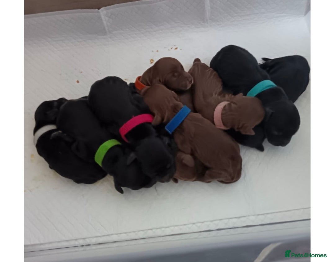 Cocker Spaniel dogs for stud: Cocker spaniel stud *PROVEN* - Image 8