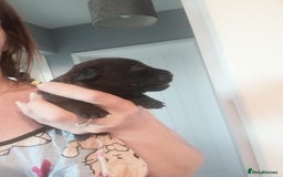 Patterdale Terrier dogs for sale: 2 beautiful female Patterdale pups  - Image 6