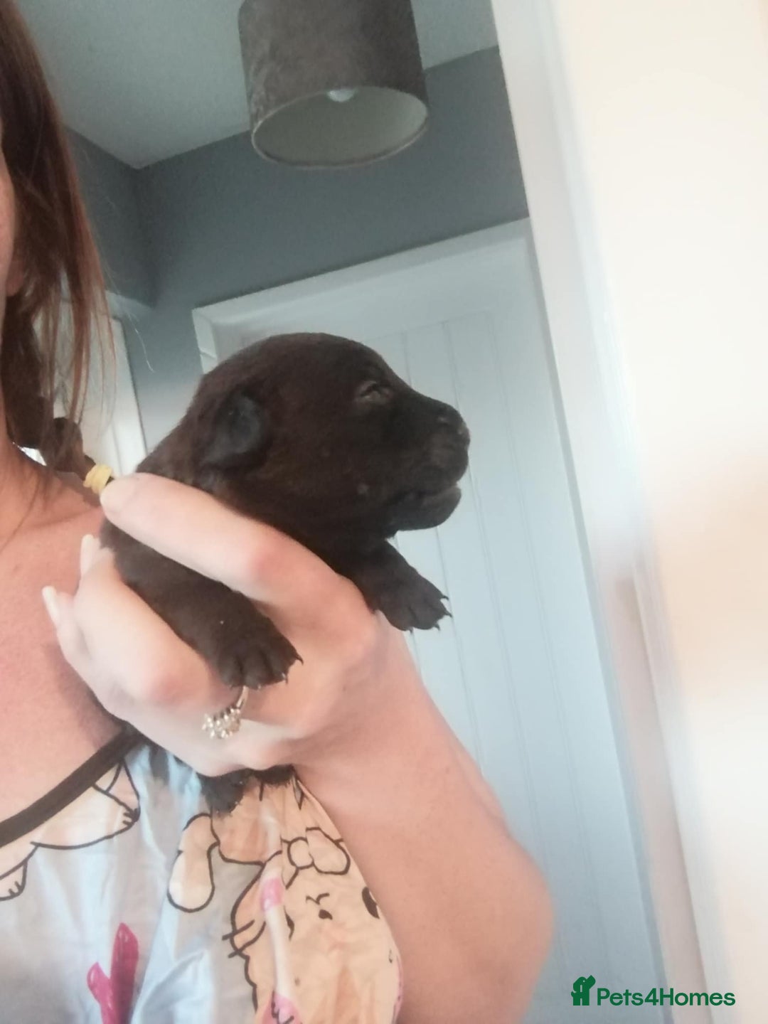Patterdale Terrier dogs for sale: 2 beautiful female Patterdale pups  - Image 6