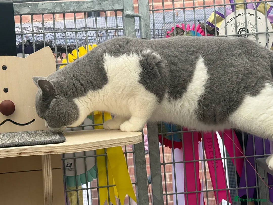 British Shorthair cats for stud: Exceptional polish import excellent pedigree  - Advert 3