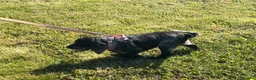 Cocker Spaniel dogs for sale: Adult Cocker Spaniel For Sale - Advert 3
