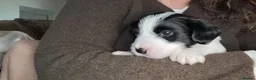 Mixed Breed dogs for sale: Sealyham terrier cross breed  - Advert 18