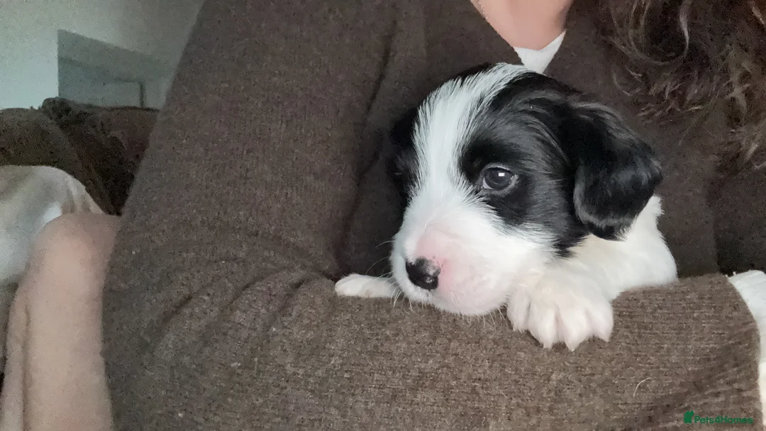 Mixed Breed dogs for sale: Sealyham terrier cross breed  - Advert 18
