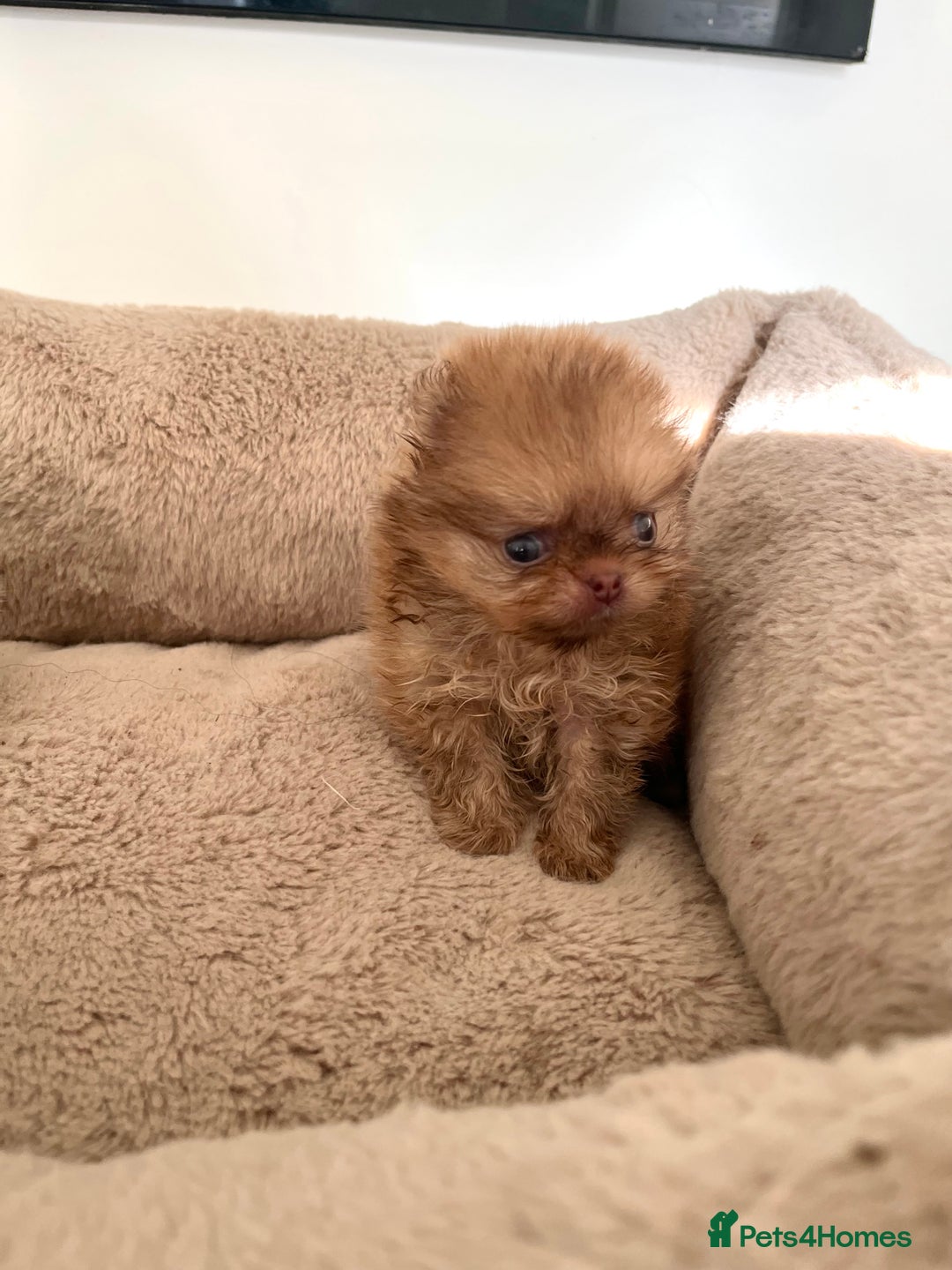 Pomeranian dogs for sale: Extremely Small🐻High Quality🏆Rare Beauty 🔥 - Advert 3