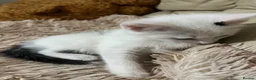 Mixed Breed cats for sale: 6 Lovely Kittens for sale  - Advert 31