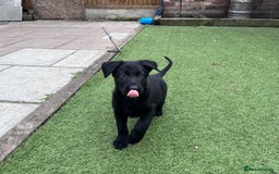 German Shepherd dogs for sale: gorgeous kc reg working blood line German Shepard  - Image 26