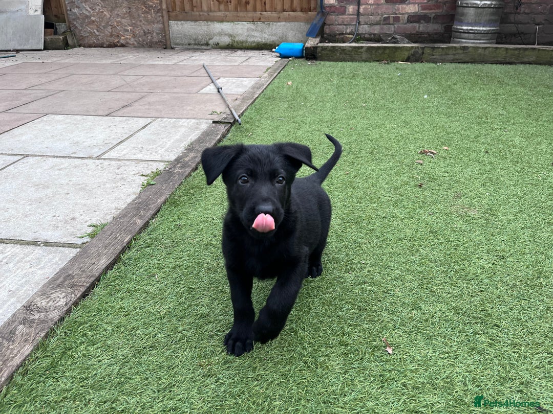 German Shepherd dogs for sale: gorgeous kc reg working blood line German Shepard  - Image 26