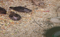 Quail poultry for sale: 27 quail available hatched 2025 - Image 6