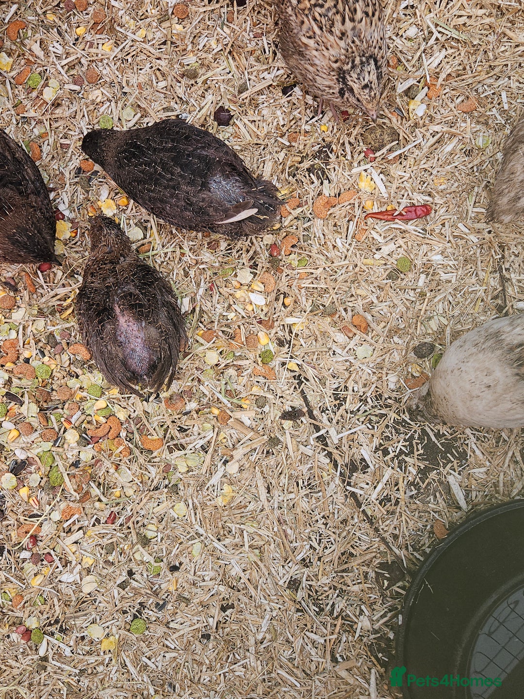 Quail poultry for sale: 27 quail available hatched 2025 - Image 6
