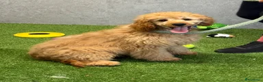 Ted