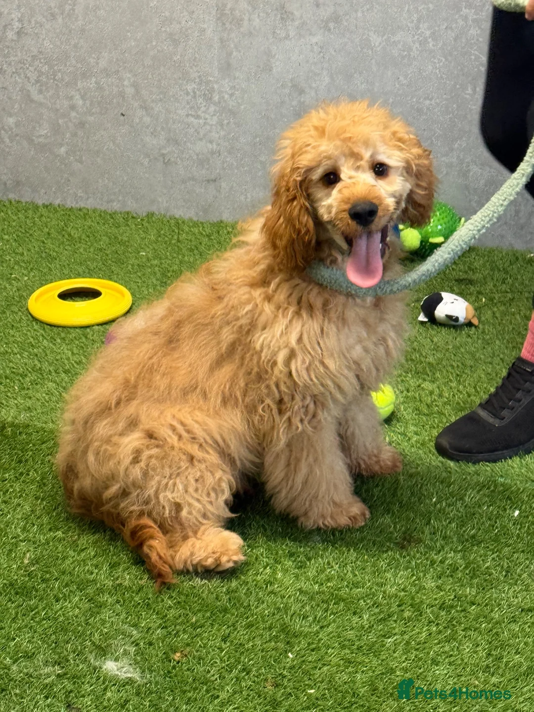 Cavapoo dogs for sale: Ted is amazing  gent of a boy  - Advert 2