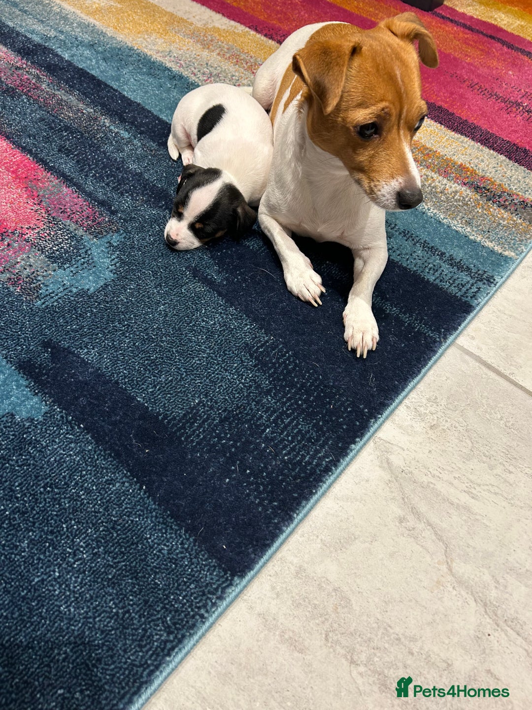 Jack Russell dogs for sale: Beautiful tri coloured female Jack Russell’s  - Advert 9