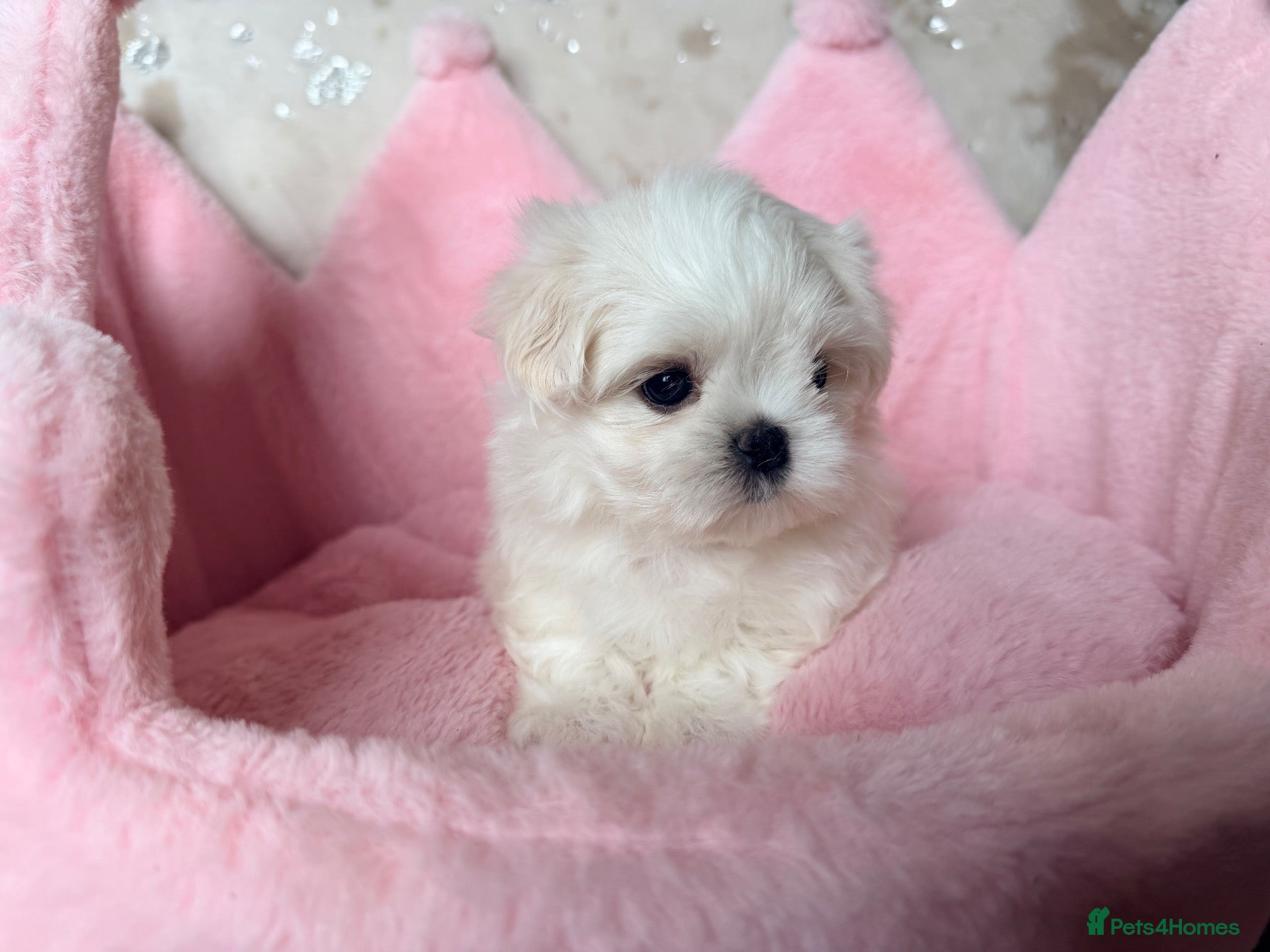Maltese dogs Bambelina~ one girl ready now ~ Korean Maltese - Advert 1