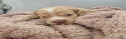 Cocker Spaniel dogs for sale: !!KC Registered Beautiful Cocker Spaniels!!!  - Advert 19