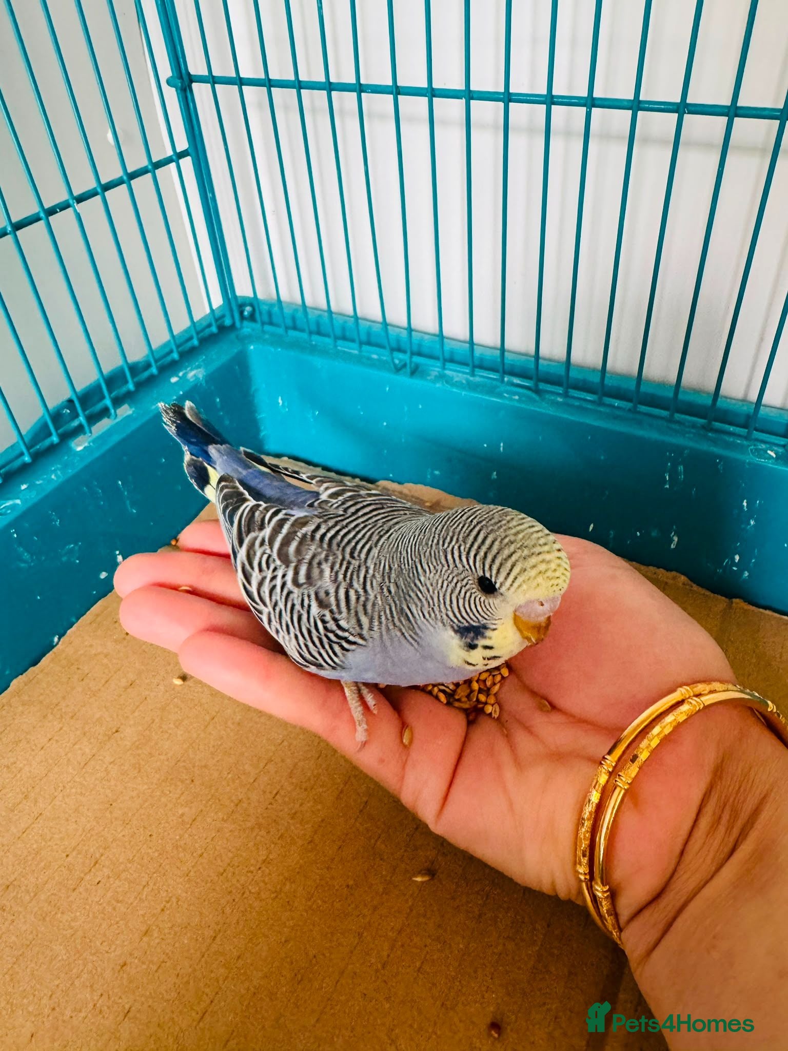 Budgerigars birds Budgie baby bird for 40 - Advert 6