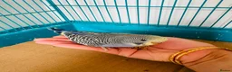 Budgerigars birds for sale: Budgie baby bird for 40 - Advert 1