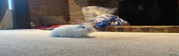 Mixed Breed rabbits for sale: Bunnies for sale  - Advert 13