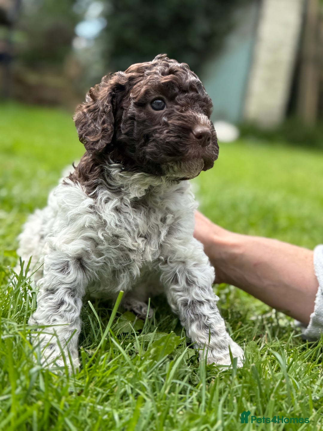 Lagotto Romagnolo dogs for sale: READY TO LEAVE, LAST ONE Puppies Italian Water dog in Preston - Image 8