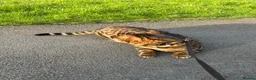 Bengal cats for sale: Bengal Cat Loving, Fully Trained & equipped - Advert 6