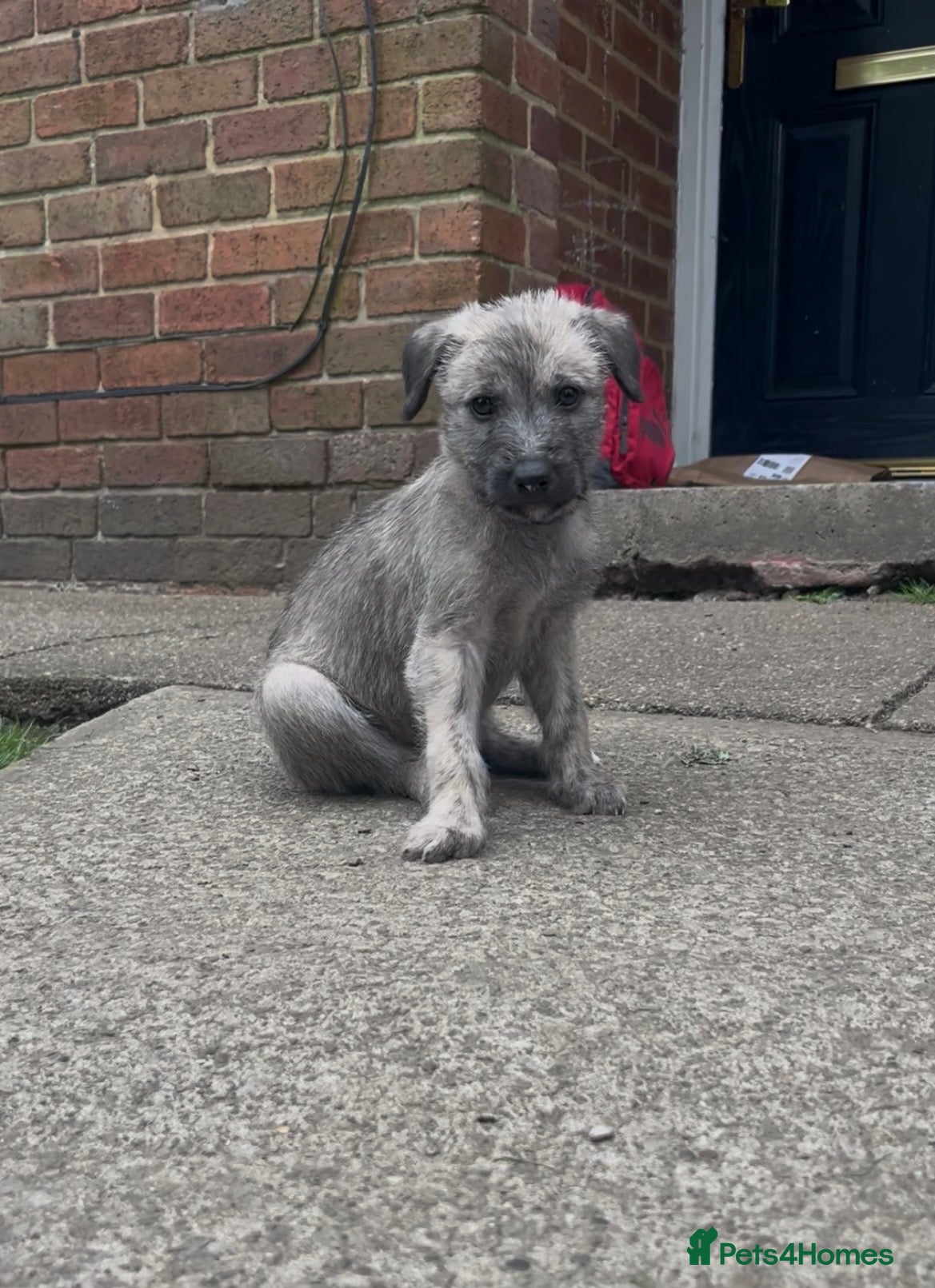 Lurcher dogs Rough Lurcher pups, Only 1boy left!!!!!!  - Advert 2