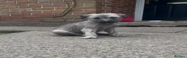 Lurcher Puppy 2-SOLD