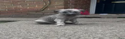 Lurcher dogs for sale: Rough Lurcher pups, Only 1boy left!!!!!!  - Advert 2