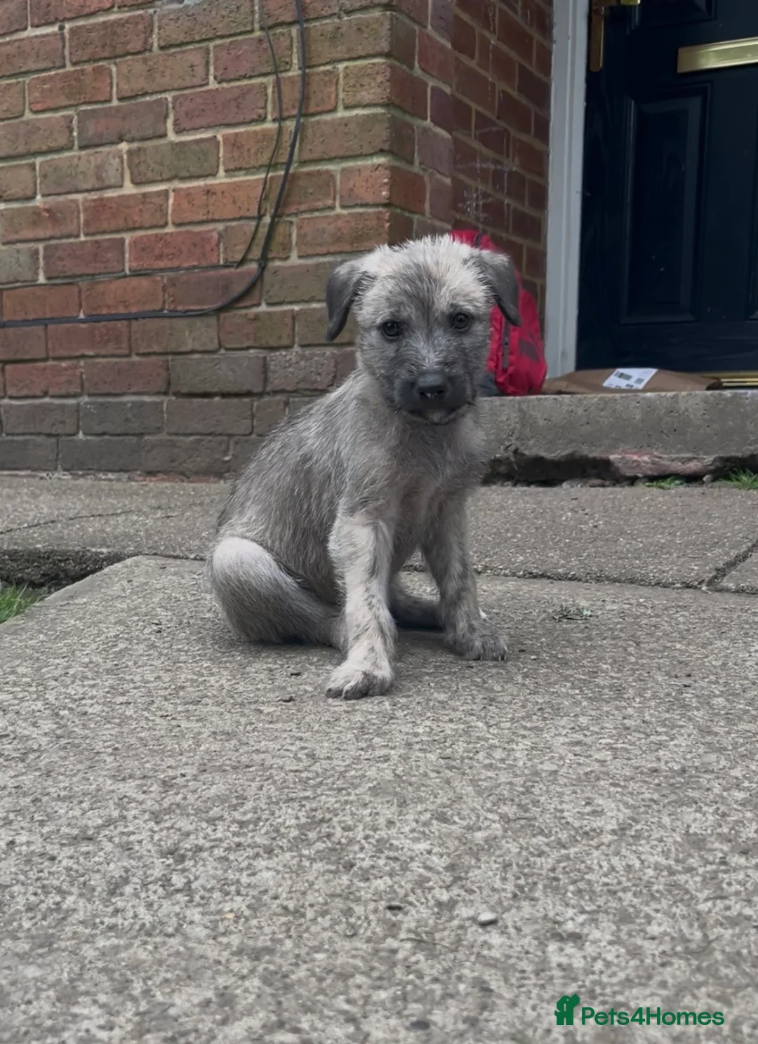 Lurcher dogs for sale: Rough Lurcher pups, Only 1boy left!!!!!!  - Advert 2