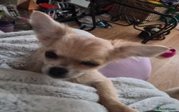 Chihuahua dogs for sale: Long haired chihuahua  - Image 16