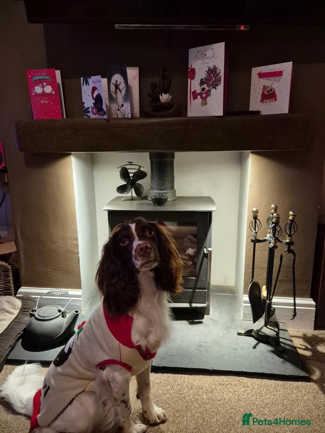 English Springer Spaniel dogs for stud: PROVEN ESS for stud amazing genealogy NOT FOR SALE in Tamworth - Advert 2