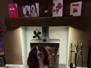 English Springer Spaniel dogs PROVEN ESS for stud amazing genealogy NOT FOR SALE - Advert 1