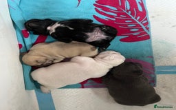 French Bulldog dogs for sale: Beautiful French bulldog puppies  - Image 19