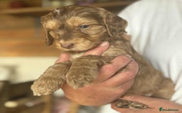 Cockapoo dogs for sale: Cockerpoo puppies F1 stunning colours - Image 29