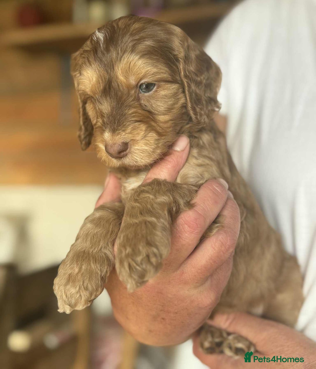 Cockapoo dogs for sale: Cockerpoo puppies F1 stunning colours - Image 29