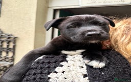 Mixed Breed dogs for sale: Labrakita - Image 13