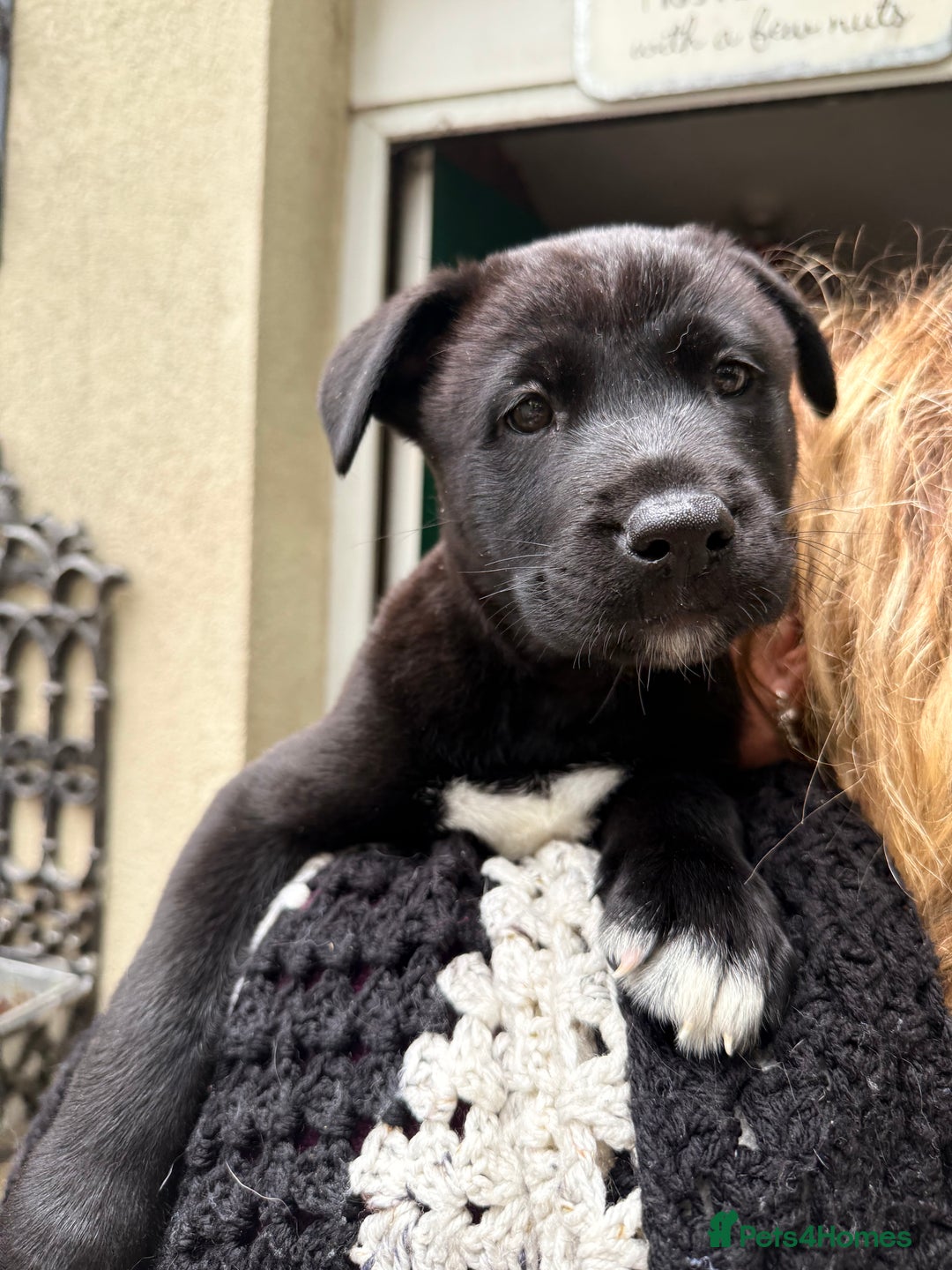 Mixed Breed dogs for sale: Labrakita - Image 13