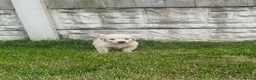 Golden Retriever dogs for sale: Quality golden retrievers  - Advert 25