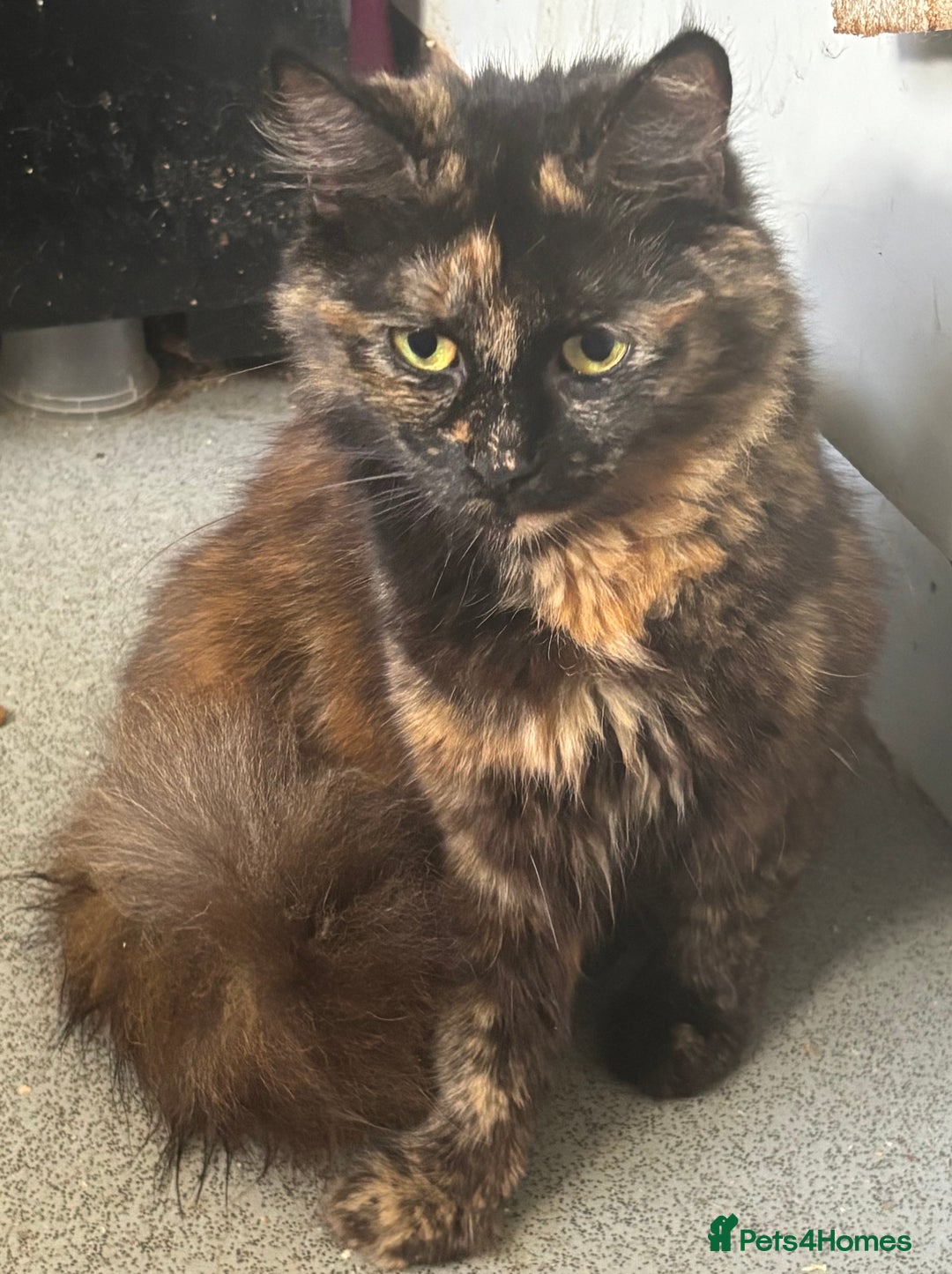 Ragdoll cats for sale: Gorgeous Kittens Available  - Image 15