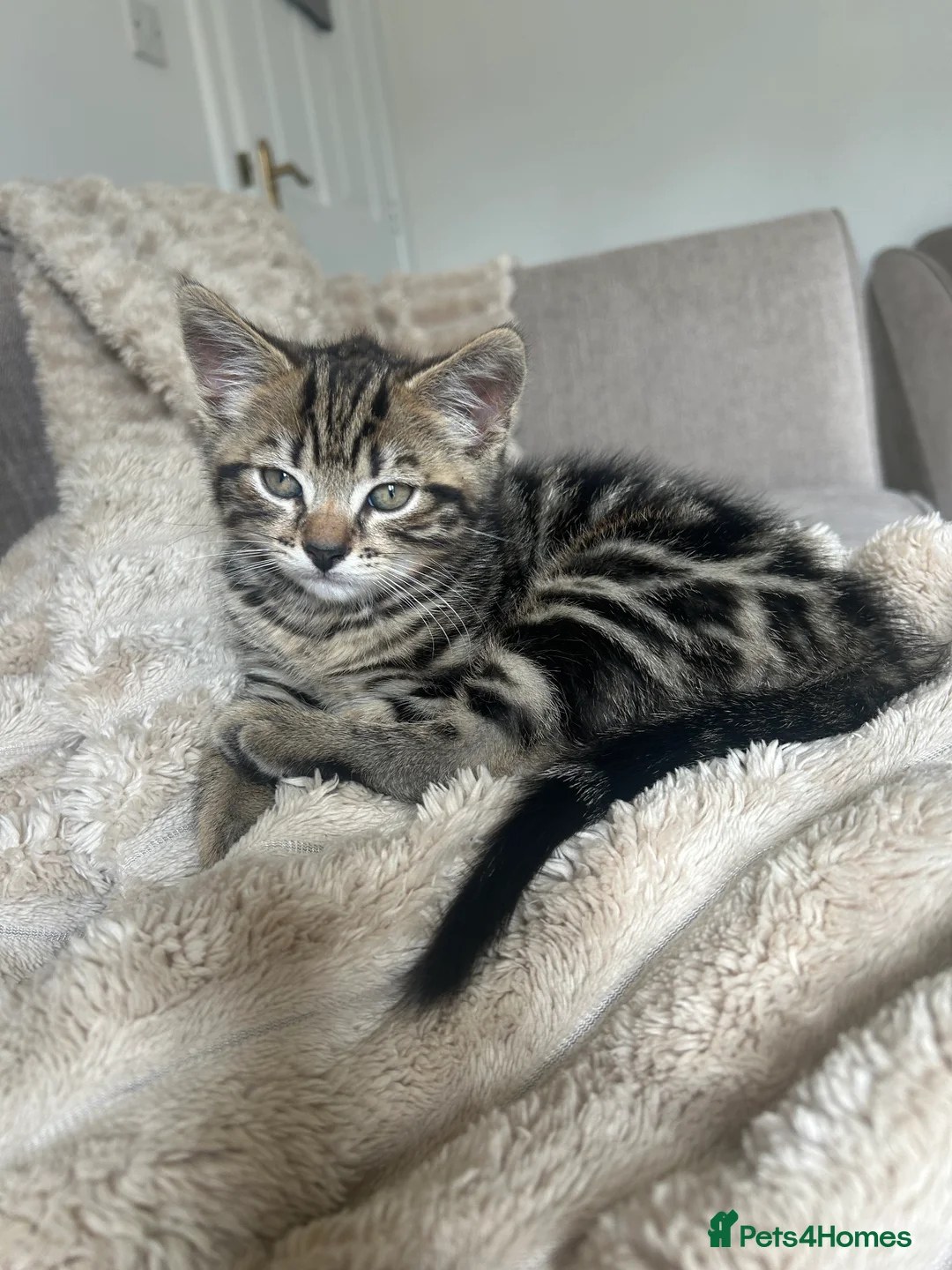 Mixed Breed cats for sale: Boy Kitten  - Advert 2