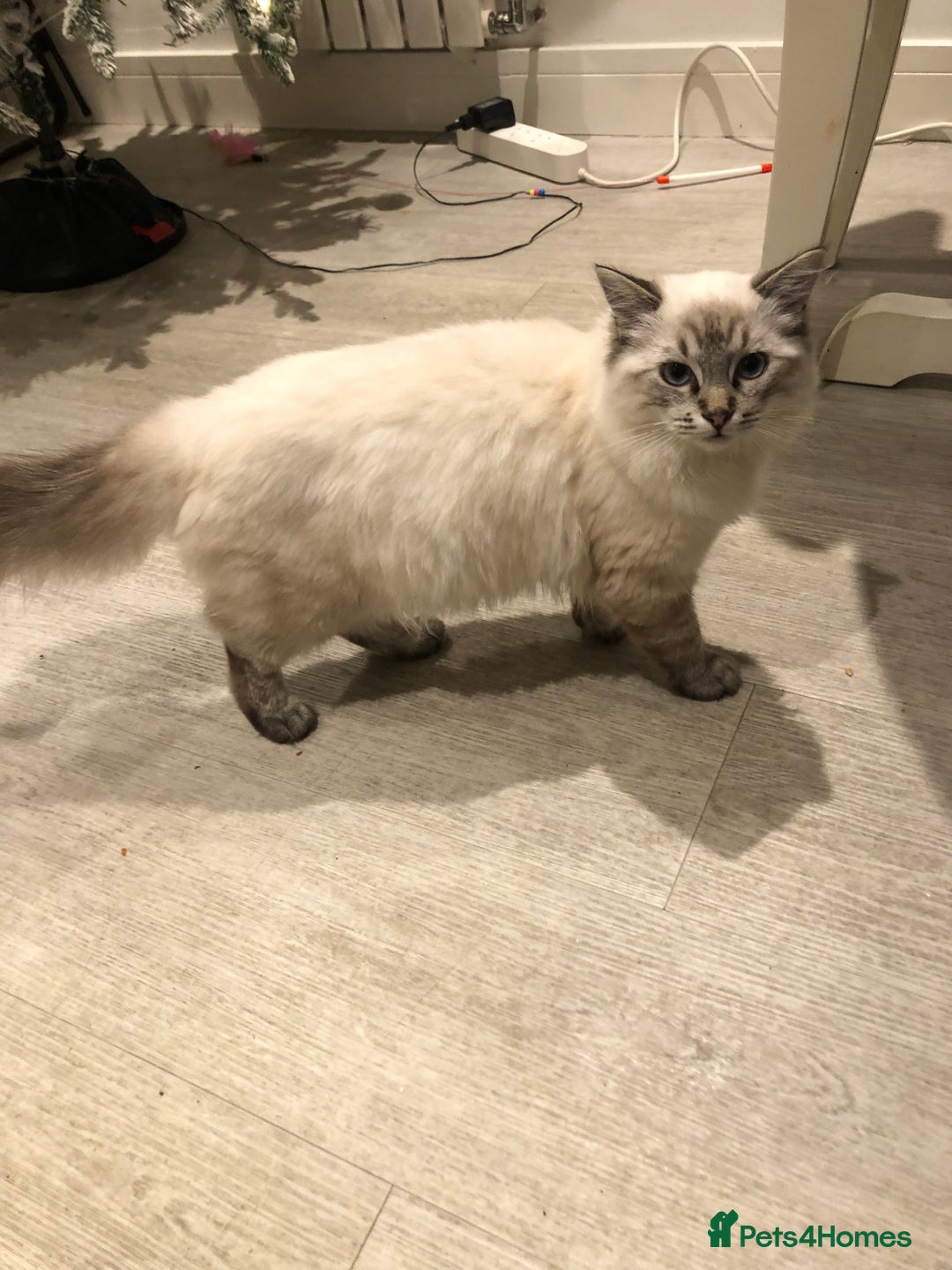 Ragdoll cats for sale: Male Ragdoll  - Advert 2