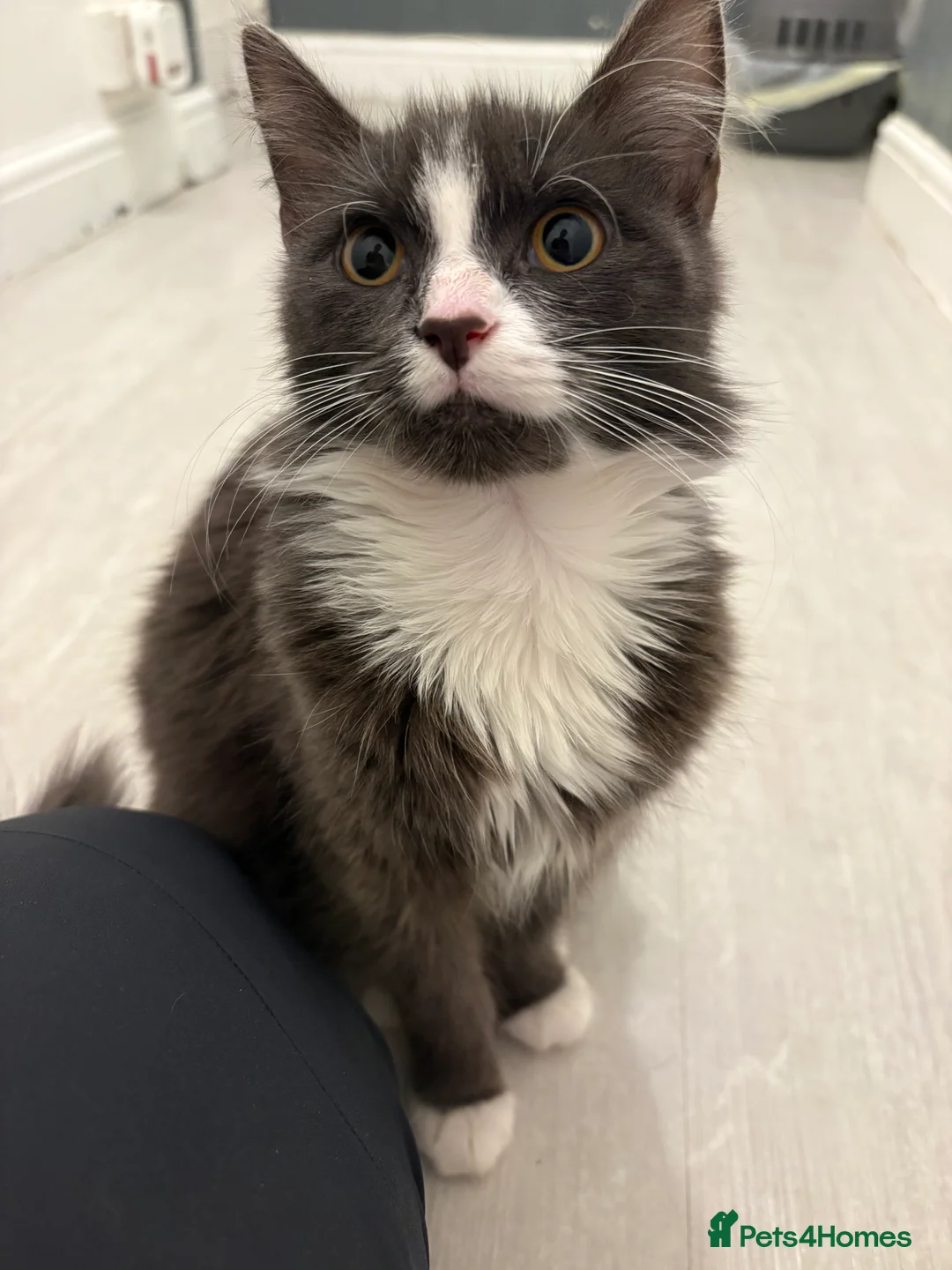 Turkish Angora cats for sale: grey and white Turkish angora kitten  - Advert 2