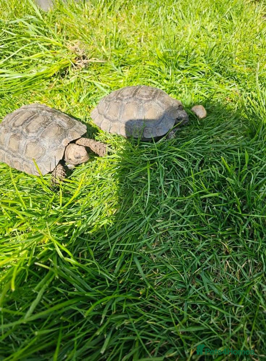 Tortoise reptiles for sale: Burmese mountain tortoises - Advert 2