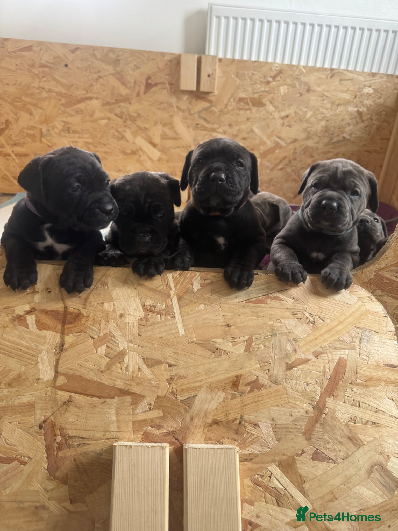 Cane Corso dogs 1 boy 5 girl Cane corso pups - Advert 9