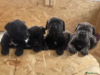 Cane Corso dogs 1 boy 5 girl Cane corso pups - Advert 9