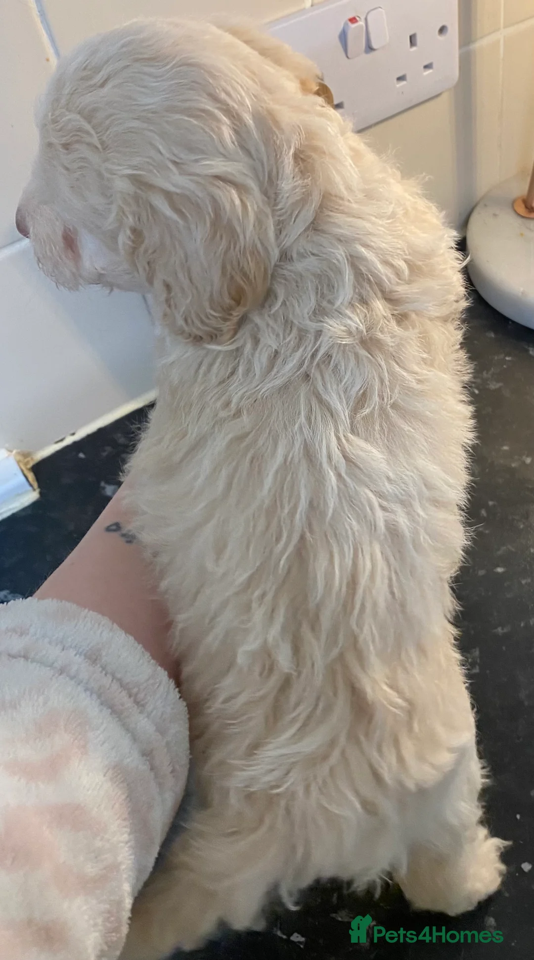 Cockapoo dogs for sale: Beautiful F2 Cockapoo puppies 🏡🐶  - Advert 19