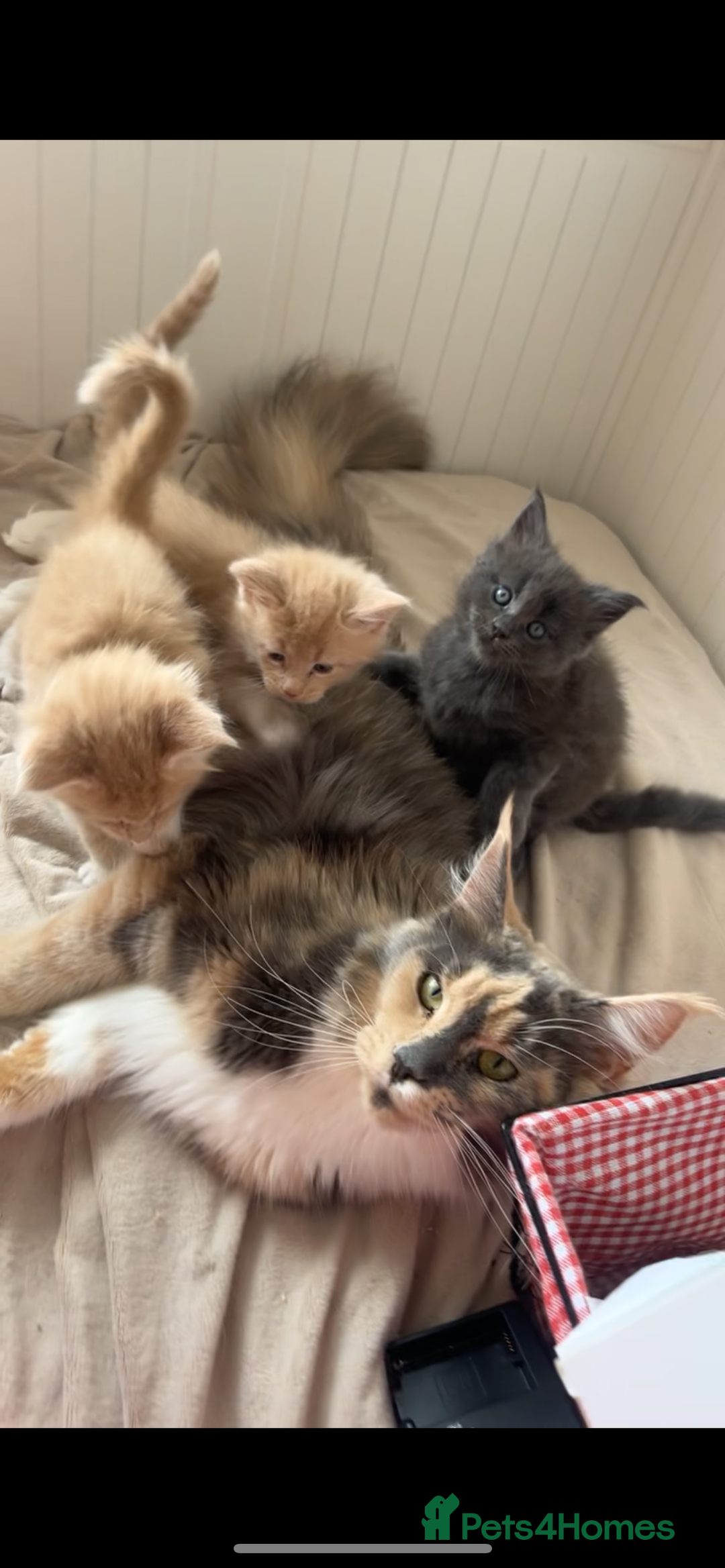 Maine Coon cats for sale: Tica Registered Maine coon kittens (one poly)  - Image 11