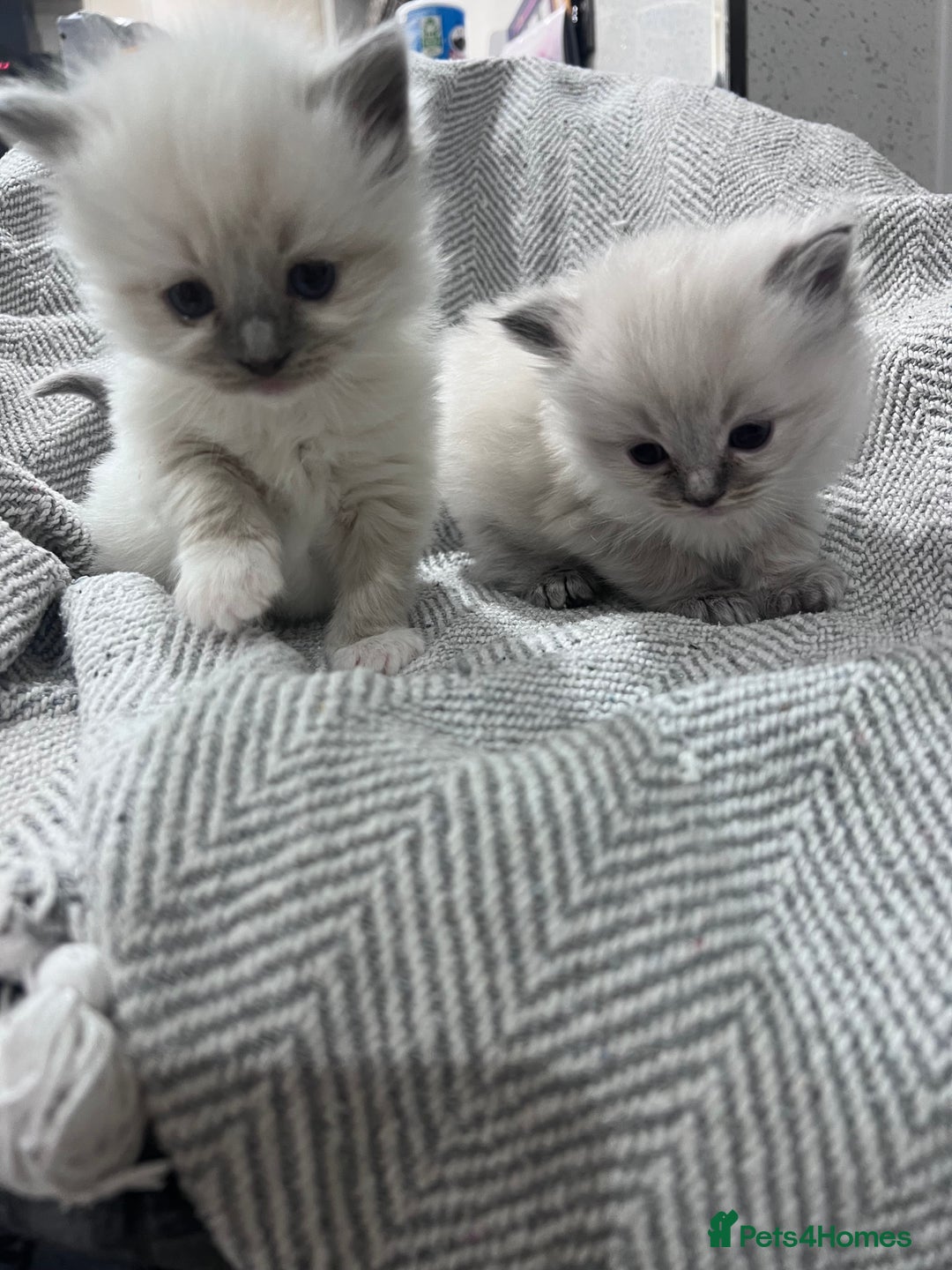 Ragdoll cats for sale: Adorable Ragdoll kittens  - Advert 9