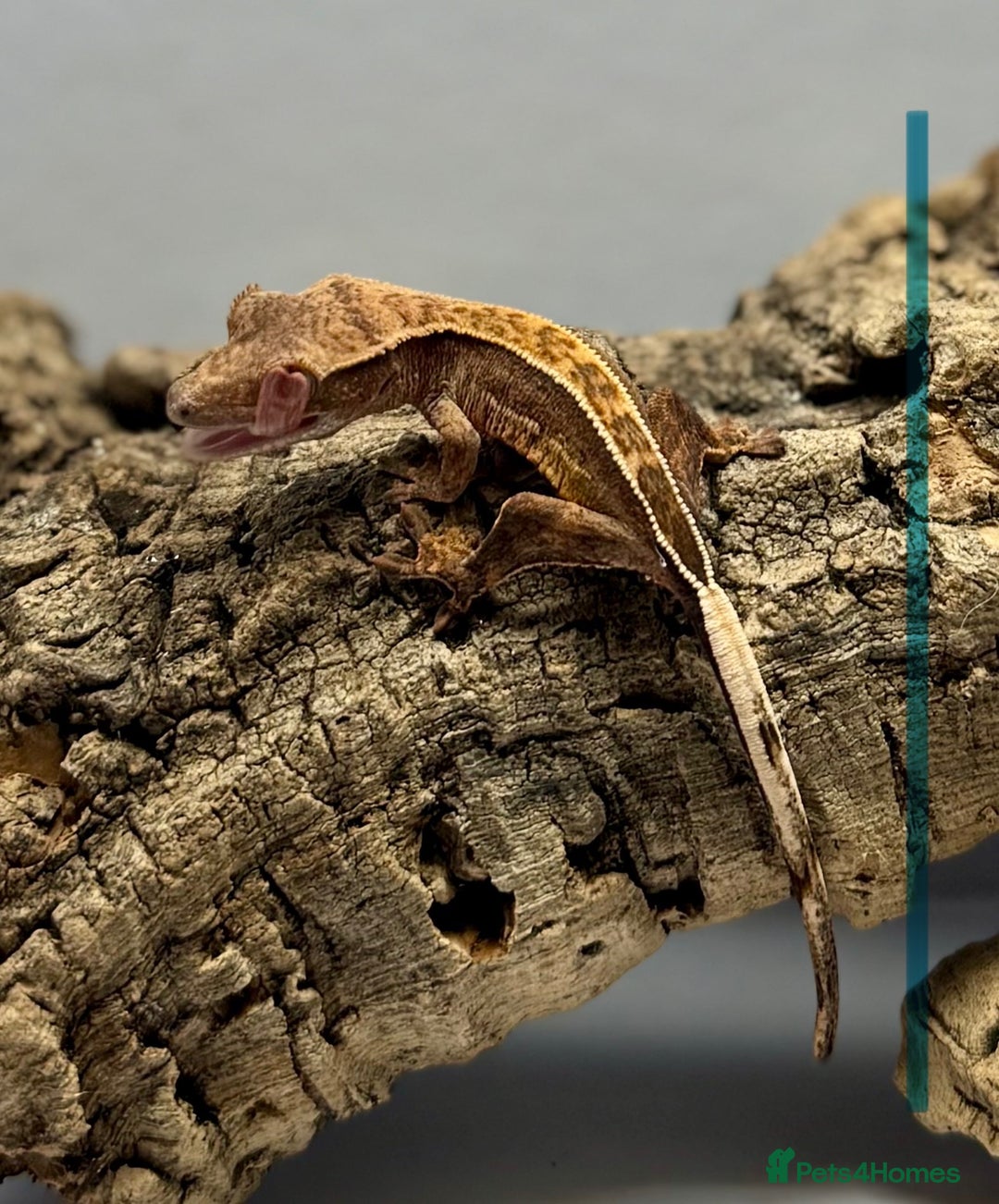 Gecko reptiles for sale: Baby Crested Geckos for Sale – Multiple Morphs  - Advert 23