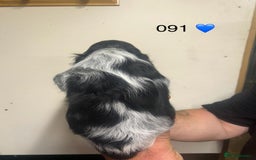 Cocker Spaniel dogs for sale: Blue Roan and Blue Roan & Tan - Image 6